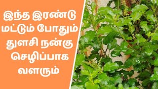 துளசி நன்றாக வளர இதை பண்ணுங்க  Tulsi plant growing tips in tamil  How to grow tulsi plant in pot [upl. by Quincey]