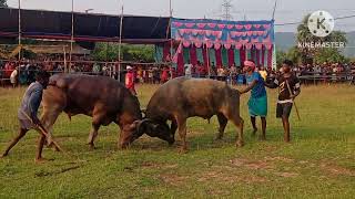 kada ropok jabardast  at badi paharpur maidan ka first larhai  19  9 2024 ka [upl. by Ruhnke]