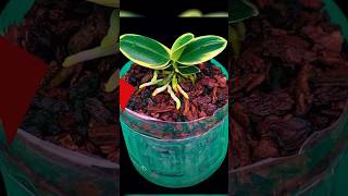 Making rotten orchids revive quickly by simply few people know grow plants orchid shorts [upl. by Ykciv]