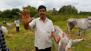 ಜೋಡುಗಟ್ಟೆ ಜಾತ್ರೆಯಲ್ಲಿ ಸಂತೆ ಕಲ್ಲಹಳ್ಳಿ ಲಕ್ಕಣ್ಣ ಅವರ ಹಳ್ಳಿಕಾರ್ ಪ್ರೀತಿ [upl. by Munson985]