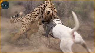 15 Moments Strongest Dogs Fighting Leopards  Dog vs Leopard [upl. by Erena37]