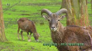 mouflon  moeflon  ovis musimon 01 [upl. by Eejan]