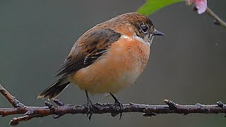 é»‘ĺ–‰é´ťé»‘ĺ–‰çźłéµ–Stonechat [upl. by Helaina419]