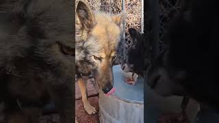 Incredible Footage  Alpha Dog Sharing RAW Food with Daughter [upl. by Vinn28]