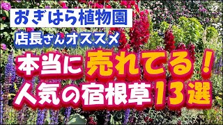 【おぎはら植物園のプロ直伝】店長さんオススメの本当に人気の売れてる宿根草13選を紹介！あしかがフラワーパーク・代々木公園・中之条ガーデンズ・はままつフラワーパーク・花菜ガーデン・gardening [upl. by Schaper926]