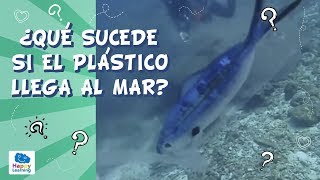 Un buceador salva a un pez atrapado en una bolsa de plástico  CUIDEMOS EL AGUA [upl. by Ramonda374]