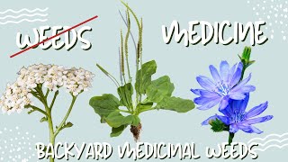 15 Backyard Weeds that are Medicinal [upl. by Hilaria]