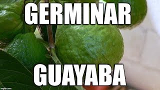 germinar guayaba [upl. by Karab]