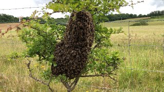 How To Catch amp Rehome A Swarm Of Bees With Cotswold Bees [upl. by Nyrad917]