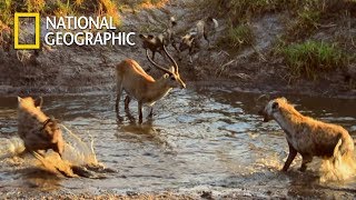 Hyena VS Lycaon Who will take Lamb｜National Geographic [upl. by Stella]