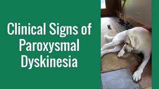 Clinical Signs of Paroxysmal Dyskinesia in a Dog  Merck Veterinary Manual [upl. by Cowles]