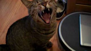 Cat meows and yawns at the same time [upl. by Francisca]