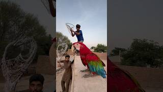 5 lakh ka Red Macaw Parrot Mil Gaya [upl. by Timon]