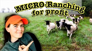 MICRO RANCHING FOR PROFIT  My Documentary for National Grazing Lands Conference Dorper Sheep [upl. by Kostman]