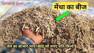 मेंथा की खेती से मोटी कमाई मात्र 90 दिनों मेंThick earning from Mentha oil cultivation [upl. by Dyrrej]