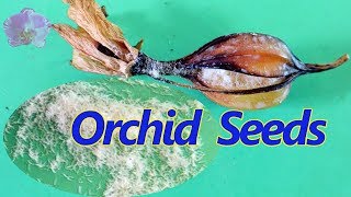 Orchid Seeds Easy method for home grower to grow orchids from seed [upl. by Velvet945]