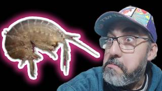 TUTORIAL CRIA DE GAMMARUS [upl. by Ahseyt744]