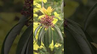 🌹¹⁸☆•⁶ Daphniphyllum Daphniphyllum macropodum in LaurelLeaf Family Daphniphyllaceae [upl. by Pigeon]