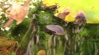 Great Pond Snail Lymnaea stagnalis [upl. by Emily]