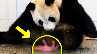 Panda bringt seltenes Baby zur Welt Wenige Minuten später passiert etwas Unglaubliches [upl. by Ettennat26]