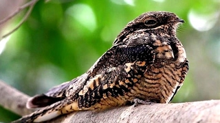 Nightjar Bird [upl. by Udall]