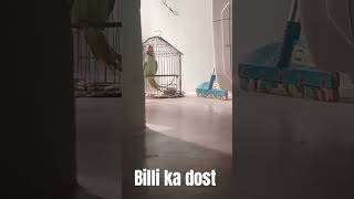 Billi ki awaaz nikaalne wala tota [upl. by Phelips]