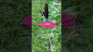 Papilo helenus 🌺🌿🪴gardening butterfly natureplants indianshorts viralshorts [upl. by Ogilvie256]