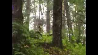 The Littlest Hobo Season 2 Episode 1 The Balloonist [upl. by Atinrev]