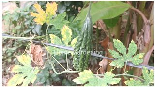 Growing bitter gourd at home garden [upl. by Merete]