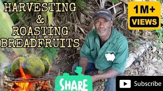 Harvesting amp Roasting Breadfruit A Farmers Guide to Deliciousness [upl. by Tufts241]