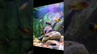 Tropheus Cichlid Tank shorts [upl. by Copp278]