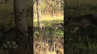 First Deer  Crossbow 🦌 deerhunting bucks deer vortex wildlife [upl. by Alyacim144]