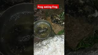 Frog eating frog [upl. by Alexa]