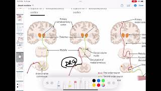 Spinothalamic  Dorsal column  Corticospinal  ascending and descending tract of spinal cord [upl. by Nyleek]