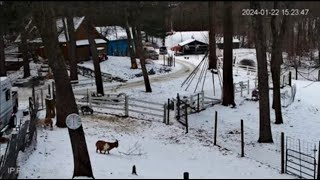 Goldys Driveway The Goats watch Andy Work😄Elizabeth wJiminy💙 [upl. by Akenom]