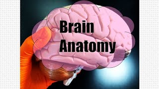 Brain Anatomy [upl. by Ros503]