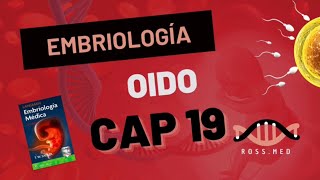 CAP 19OÍDOEMBRIOLOGÍA MÉDICA DE LANGMANRESUMENPODCASTAUDIO [upl. by Neelyaj]