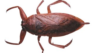 Giant Water Bug  Caught in Lake Michigan [upl. by Aiyot]