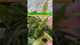 ANUBIAS BARTERI VAR GLABRA quotPINTOquot HYBRID Aquarium Plant For Sale [upl. by Cirilla]