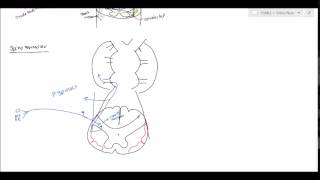 Neuroanatomy  Spinocerebellar Tract USMLE [upl. by Ennire734]