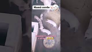 Tirando los problemas 🤣 suscribete cosasdeanimales cosasdecerdos [upl. by Treat917]