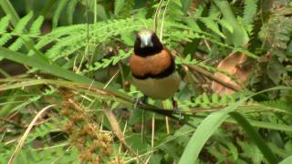 Chestnutbreasted Mannikin Lonchura castaneothorax  BraunbrustSchilffink [upl. by Mears]