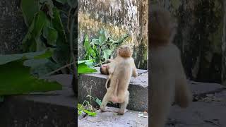 052735 monkeynatur monkey animals naturemonkey cute monkeymoments babymonkey monkeybehavior [upl. by Gwendolyn590]