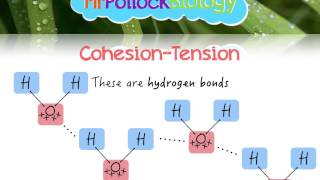 adhesion and cohesion of water  science experiments experiment science physics [upl. by Hamilton]