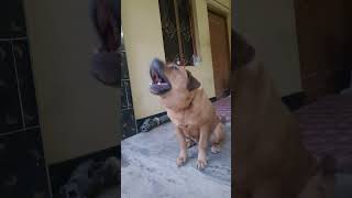 dogs barking that will make your dog bark  adarsh Tiwari vlog aggressive dog barking sound effect [upl. by Airbmac]