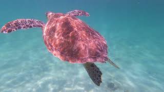 Swimming with Sea Turtles in Akumal Mexico 🇲🇽 [upl. by Yniatirb965]