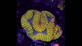 LOBOPHYLLIA YELLOW CARPET [upl. by Rafaelle]