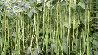 Yardlong bean Vigna unguiculata ssp sesquipedalis [upl. by Gerardo714]