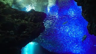 4K京都水族館4K映像集  KYOTO AQUARIUM 4K 2018 SONY FDRAX700 [upl. by Shifrah]