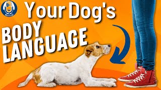 Dog Body Language Understanding Canine Communication Signals And Emotions 157 podcast [upl. by Laverna]